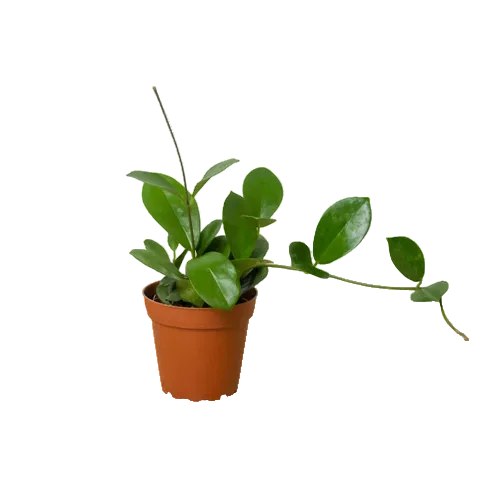 Potted hoya australis plant with trailing green waxy leaves in a brown pot on a white background.
