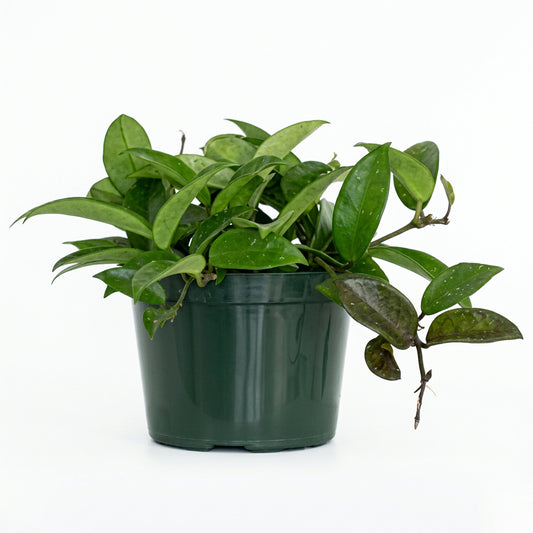 Potted Hoya australis plant with green waxy leaves trailing down a green nursery pot on a white background.