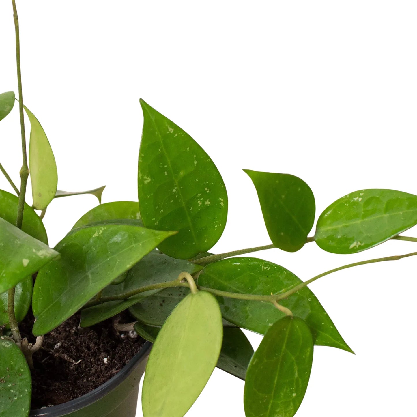 Hoya 'Black Margin' plant with dark green, teardrop-shaped leaves and red veins in a pot.
