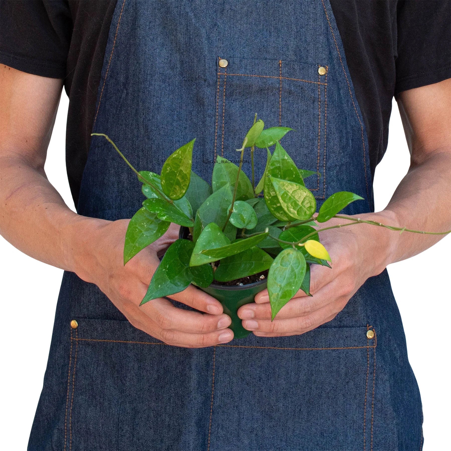 Person in denim apron holding a small Hoya 'Black Margin' plant with dark green leaves.
