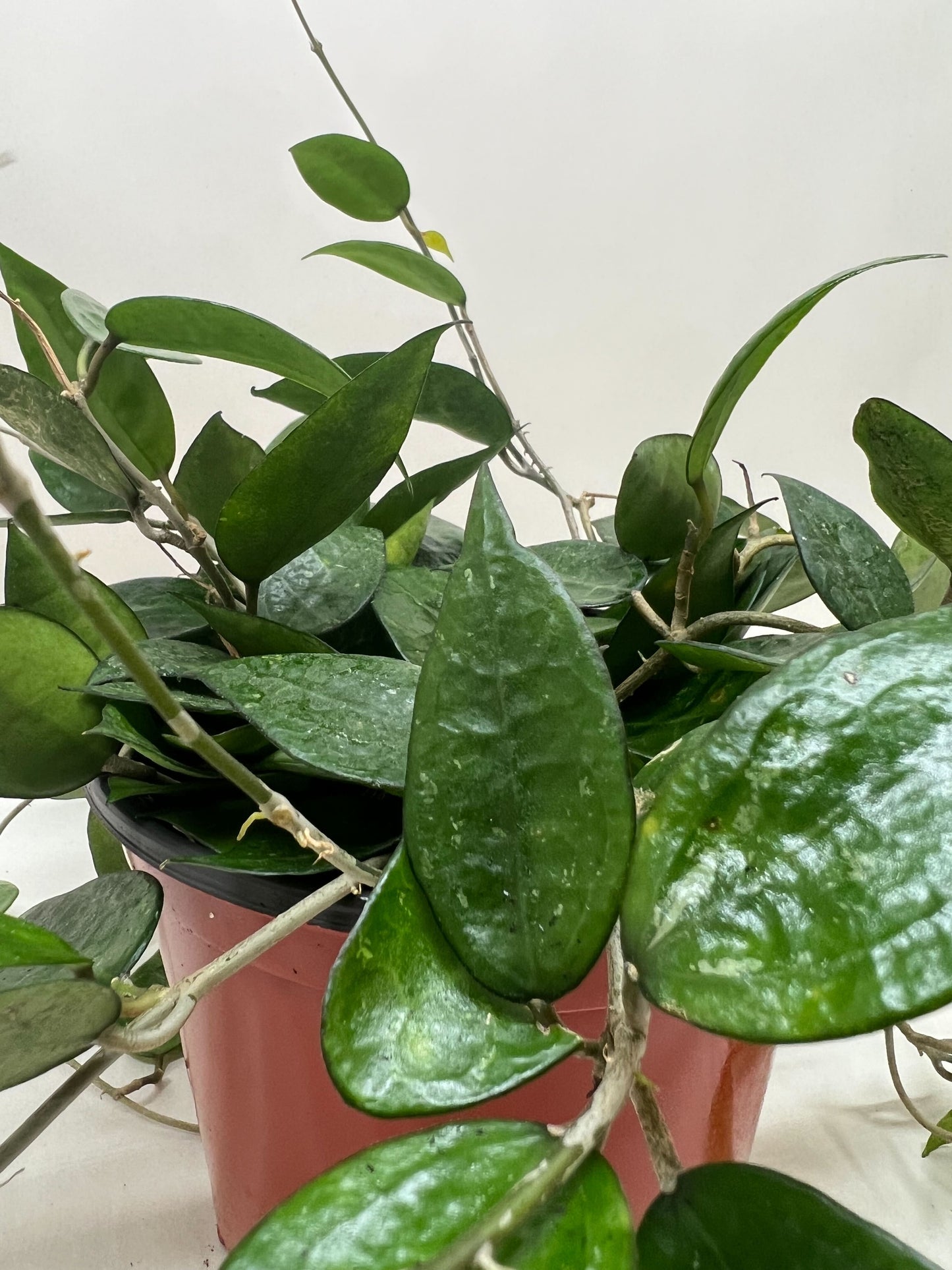 Hoya 'Black Margin' plant in a brown pot, featuring dark green, teardrop-shaped leaves with visible veins.