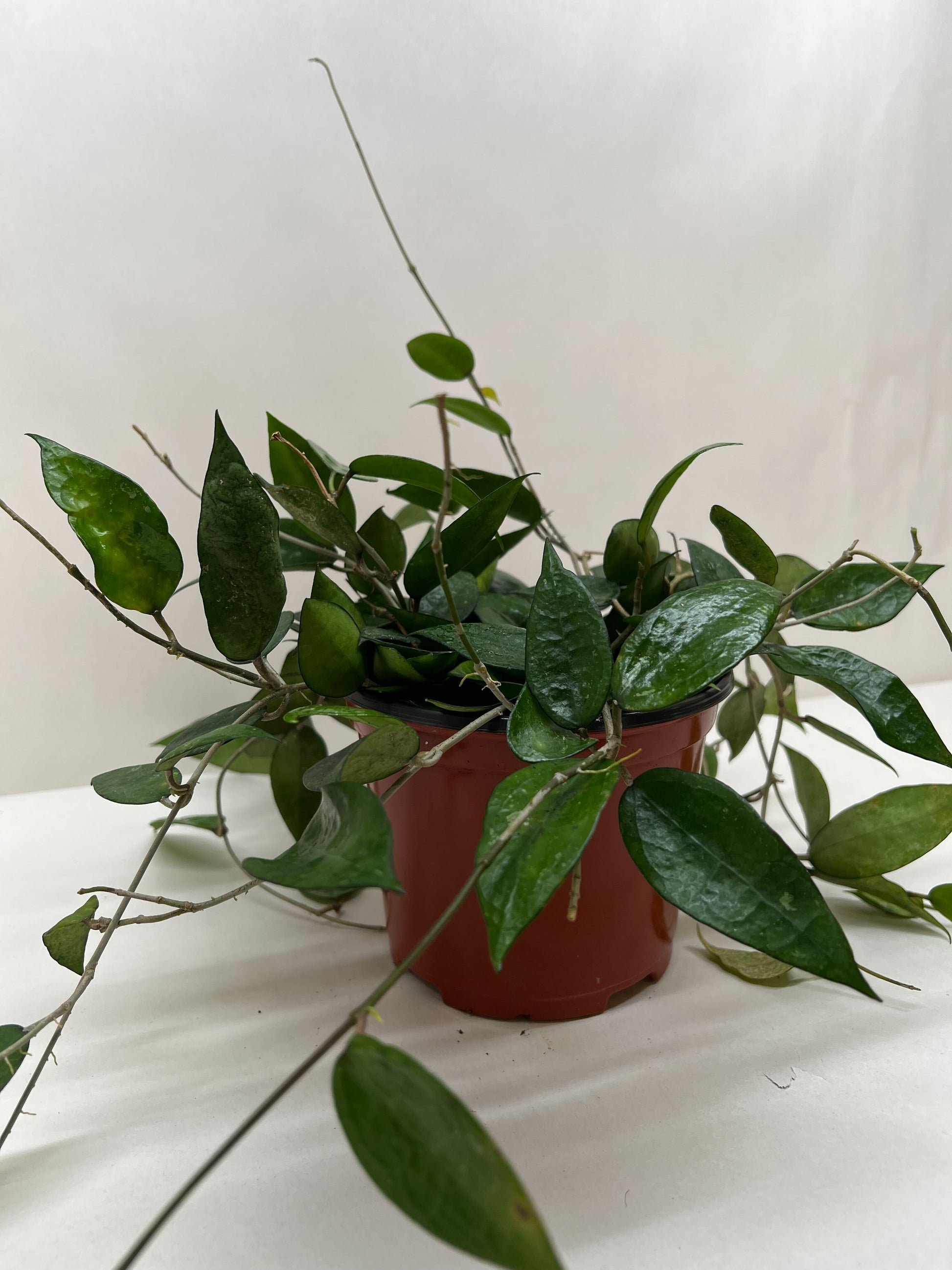 Hoya 'Black Margin' plant in a brown pot, with dark green teardrop-shaped leaves and red veins.