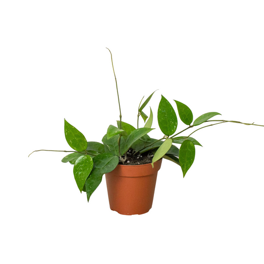 Potted hoya black margin trailing wax plant with green trailing wax leaves growing in a brown pot.