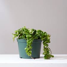 Hoya Carnosa, a green wax plant with curly leaves, in a small teal pot.