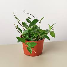 Hoya Carnosa plant with waxy, deep green leaves in a terracotta-colored pot.