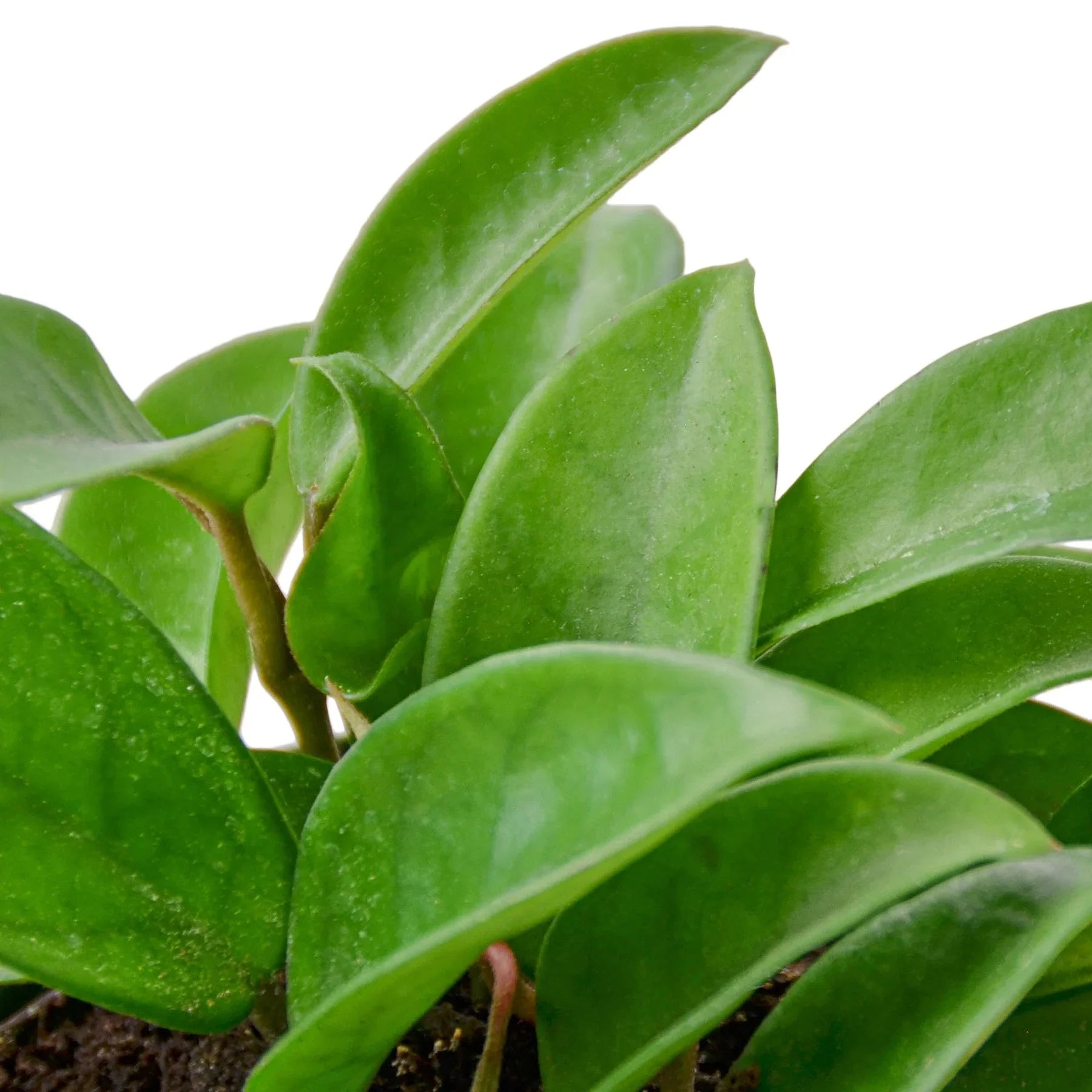 Close-up of a Hoya Carnosa plant with waxy, deep green leathery leaves and visible soil.