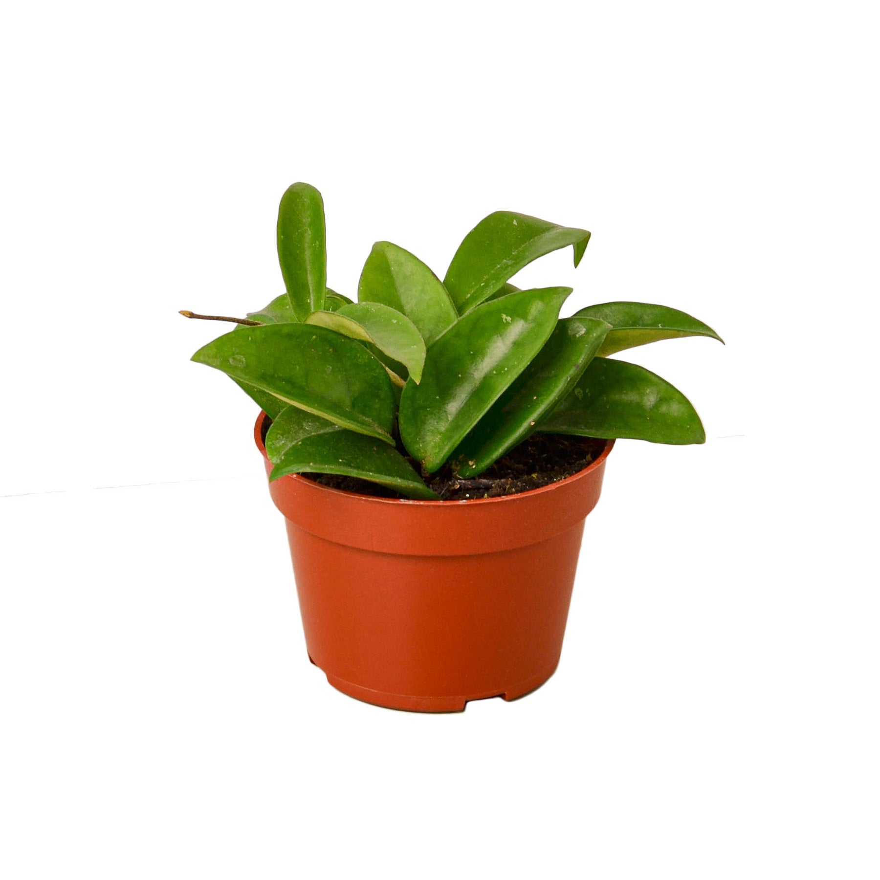 Small Hoya Carnosa wax plant with deep green, waxy leaves in a brown plastic pot.