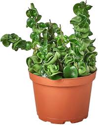 Hoya Carnosa 'Hindu Rope' plant with twisted, waxy green leaves in a brown plastic pot.