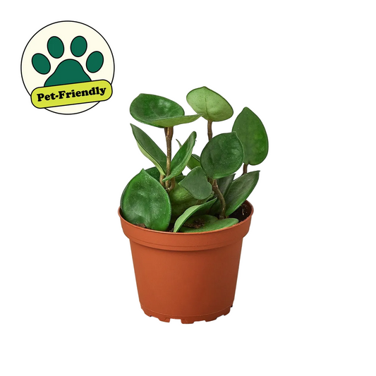 Potted hoya carnosa chelsea plant with green wax leaves growing in a brown pot on a white background with a pet friendly badge.