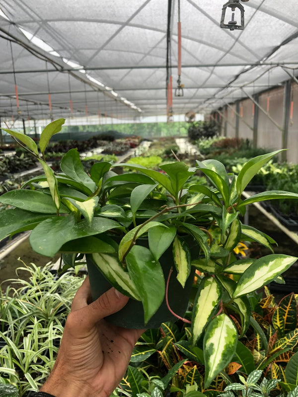 Hand holding a Hoya Carnosa 'Krimson Princess' with green and cream variegated leaves in a dark pot.