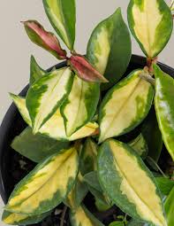 Hoya Carnosa 'Tricolor' plant with green, yellow, and pink variegated leaves in a black pot.