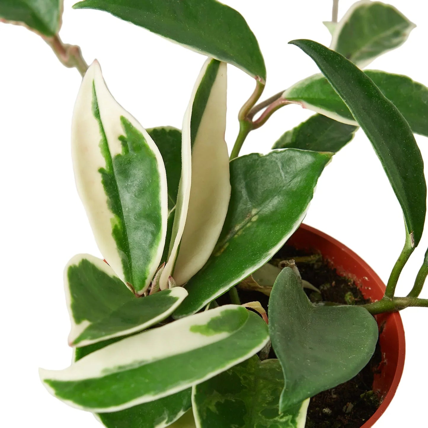 Hoya Carnosa 'Tricolor' plant with green, white, and pink variegated leaves in a terracotta pot.