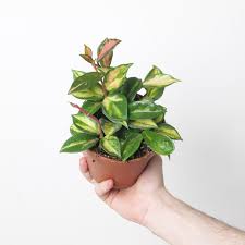 Hand holding a small Hoya Carnosa 'Tricolor' plant with green, yellow, and pink variegated leaves in a brown pot.