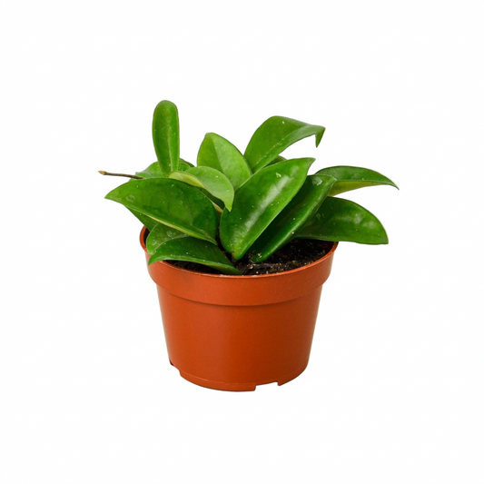 Potted hoya carnosa wax plant with geeem wax leaves growing in a brown nursery pot.