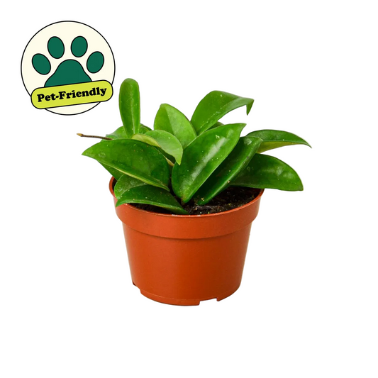 Potted compact hoya carnosa plant with pointy green wax leaves in a brown pot and a pet friendly badge.
