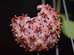 Hoya Chouke