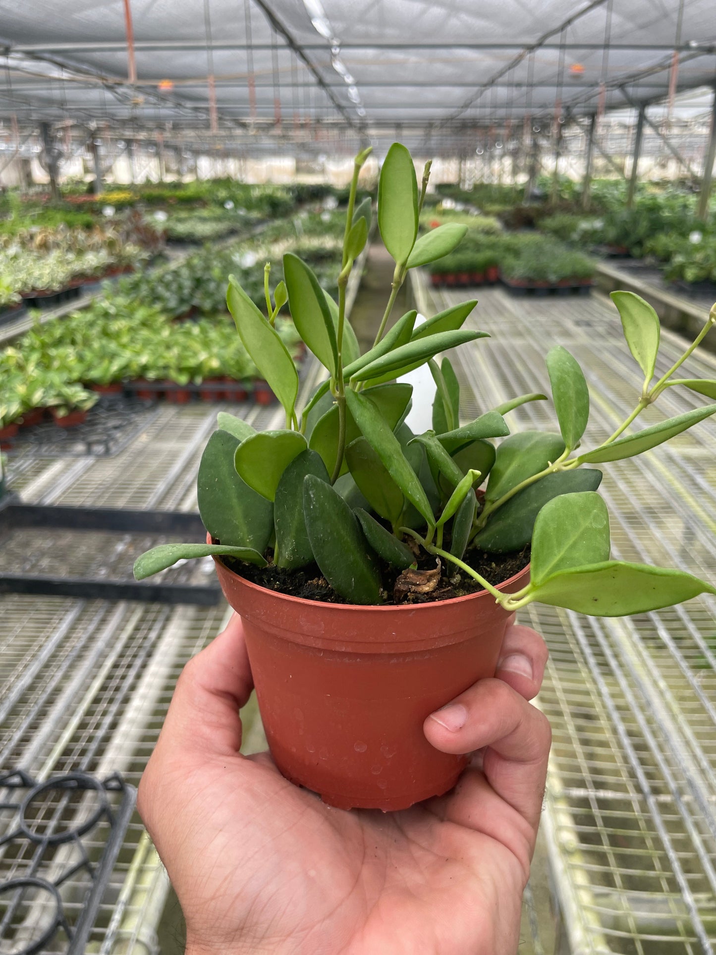 Small potted plant held in a hand with a greenhouse background
