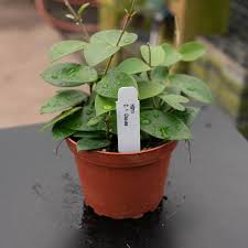 Hoya Chouke