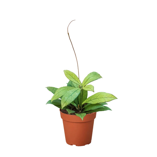 Potted hoya crassipetiolata wax plant with green tear drop shape leaves trailing out of a brown pot.