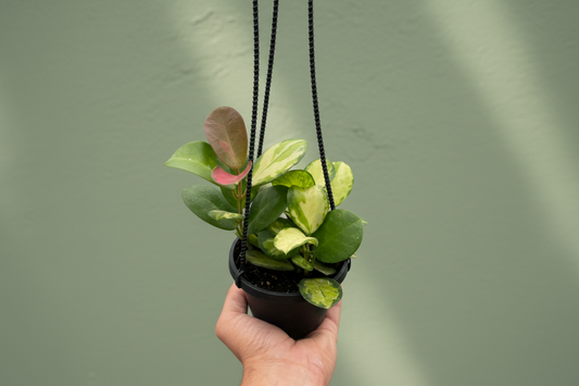 Hand holding a potted plant with green leaves and a pink flower on a white background