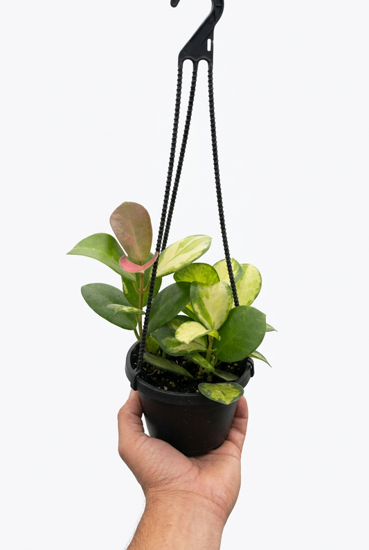 Hand holding a hoya lisa trailing wax plant with with green and pink leaves with pink flowers growing in a hanging basket with dark hook.