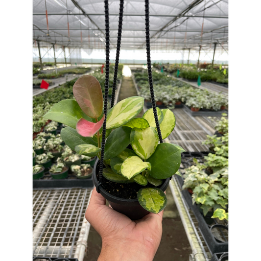 Hand holding a hoya lisa trailing wax plant with green variegated leaves in a black hanging basket in a greenhouse setting.