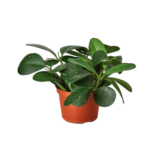 Potted compact Hoya ‘obovata’ trailing wax plant with green wax leaves in a brown pot.