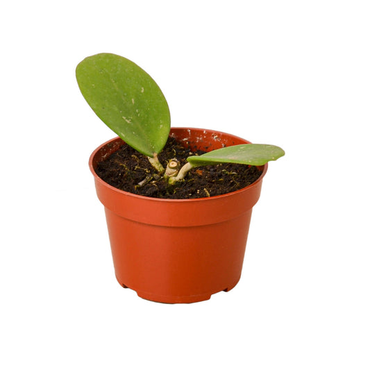 Small potted Hoya ‘Obovata’ plant with green leaves in a brown pot.