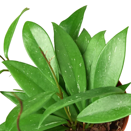 Vigorous Hoya 'Publicalyx' wax plant with deep green lanceolate leaves and silvery variegation.