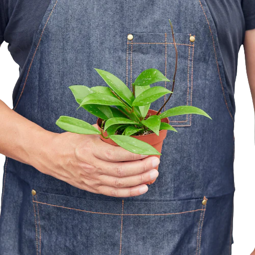 Hand holding a small Hoya 'Publicalyx' plant in a brown pot, against a denim apron.