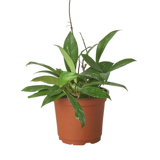 Hoya Publicalyx trailing wax plant with waxy green tear drop shaped leaves  in a brown pot.