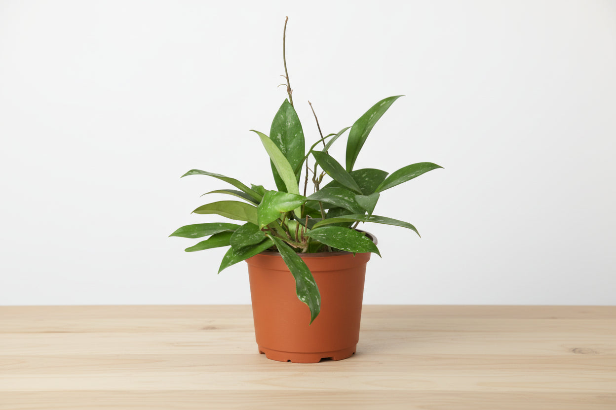 Vigorous Hoya Publicalyx wax plant with deep green, silvery-mottled leaves in a brown pot.