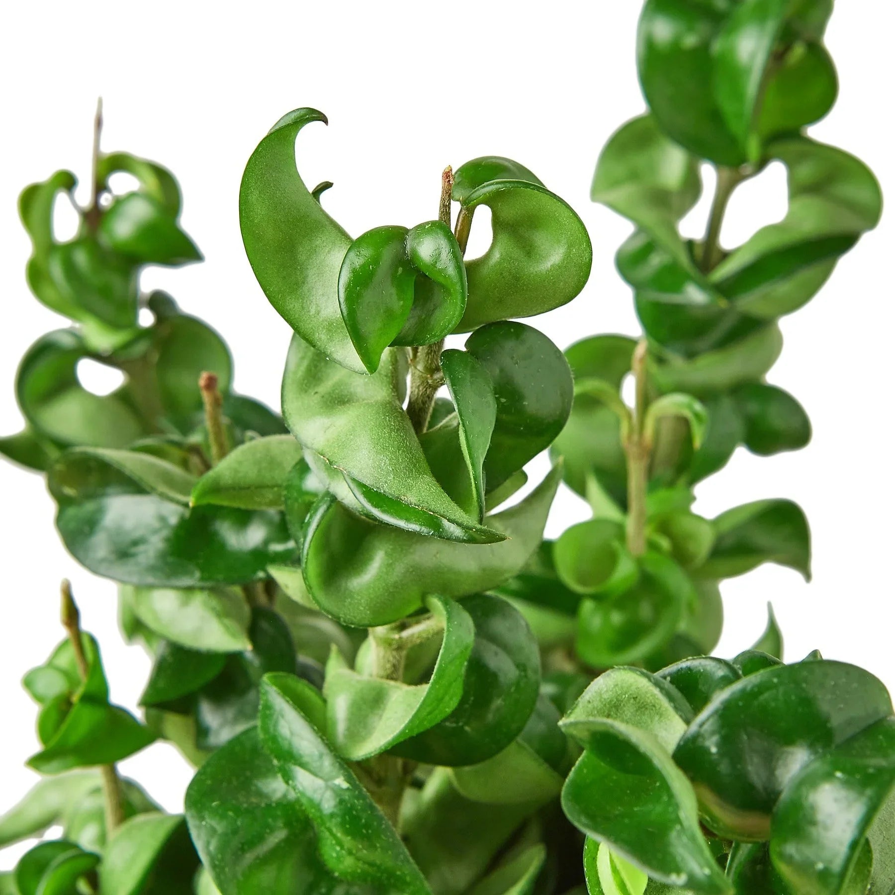 Close-up of a Hoya Hindu Rope plant with thick, twisted, curly, dark green leaves.