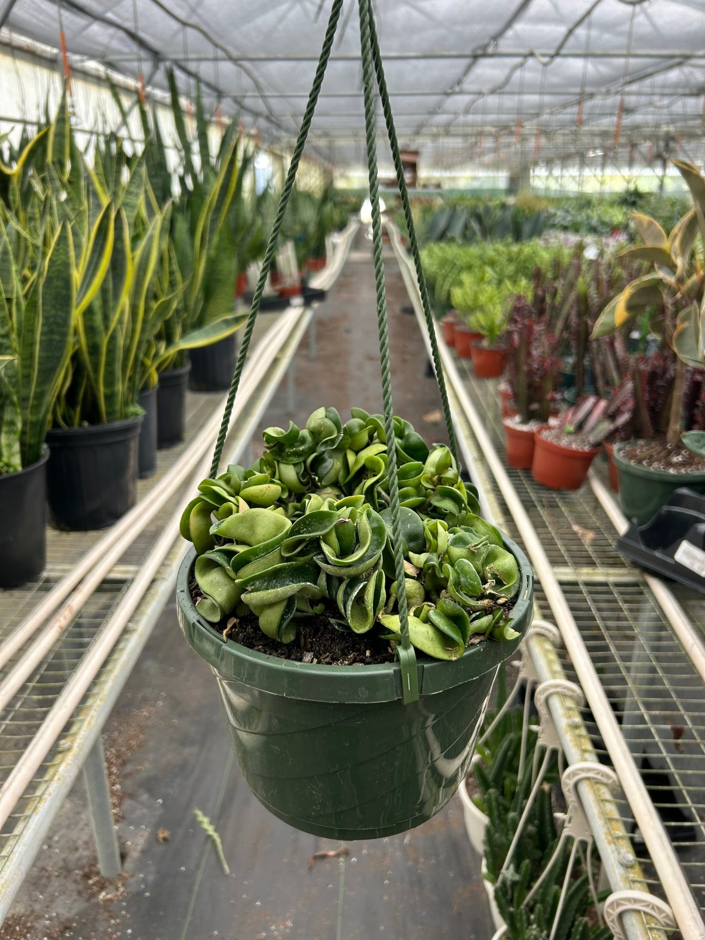 Green Hoya Hindu Rope plant in a hanging dark green pot, with twisted, curly leaves.