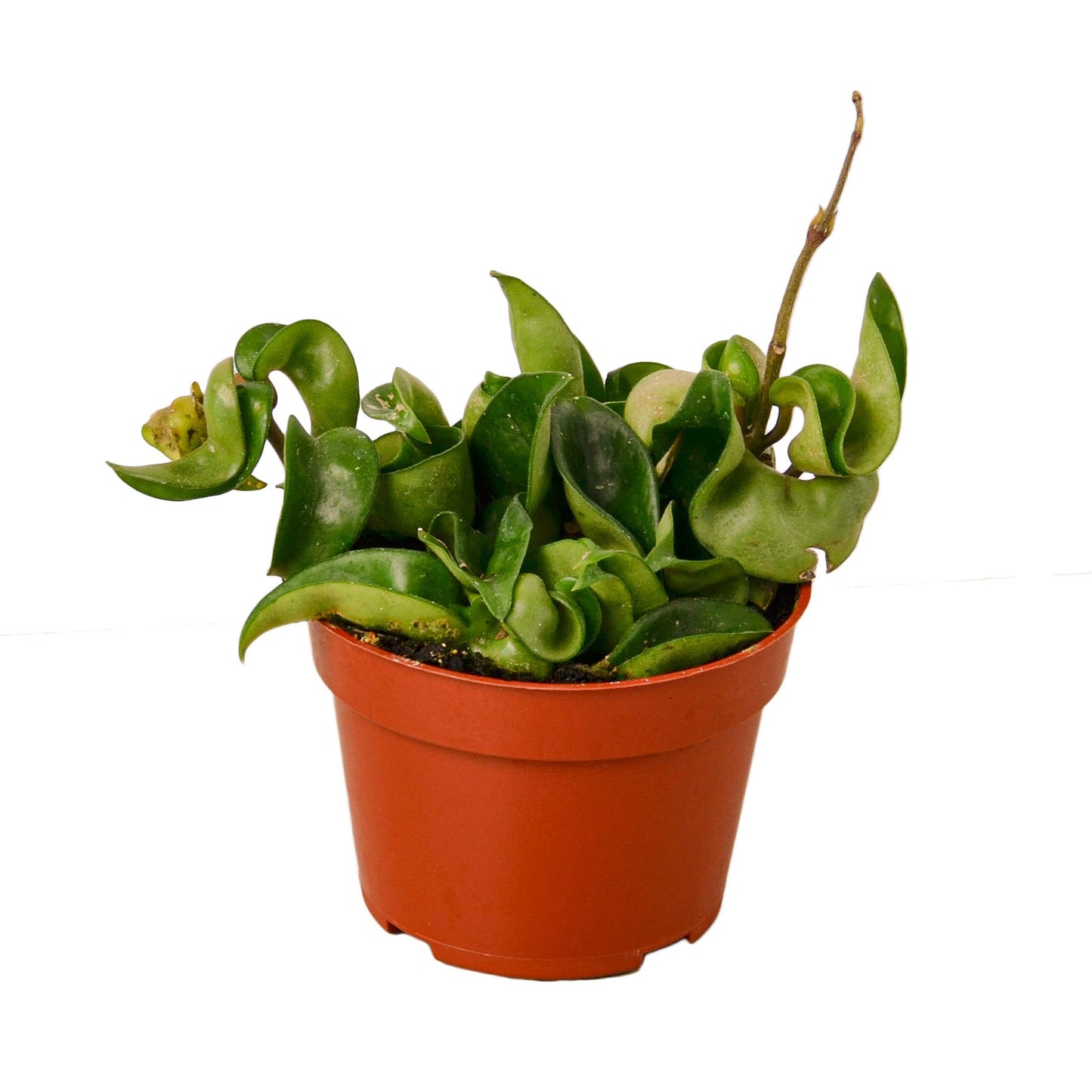 Green Hoya Hindu Rope plant with thick, curly leaves in a brown pot.