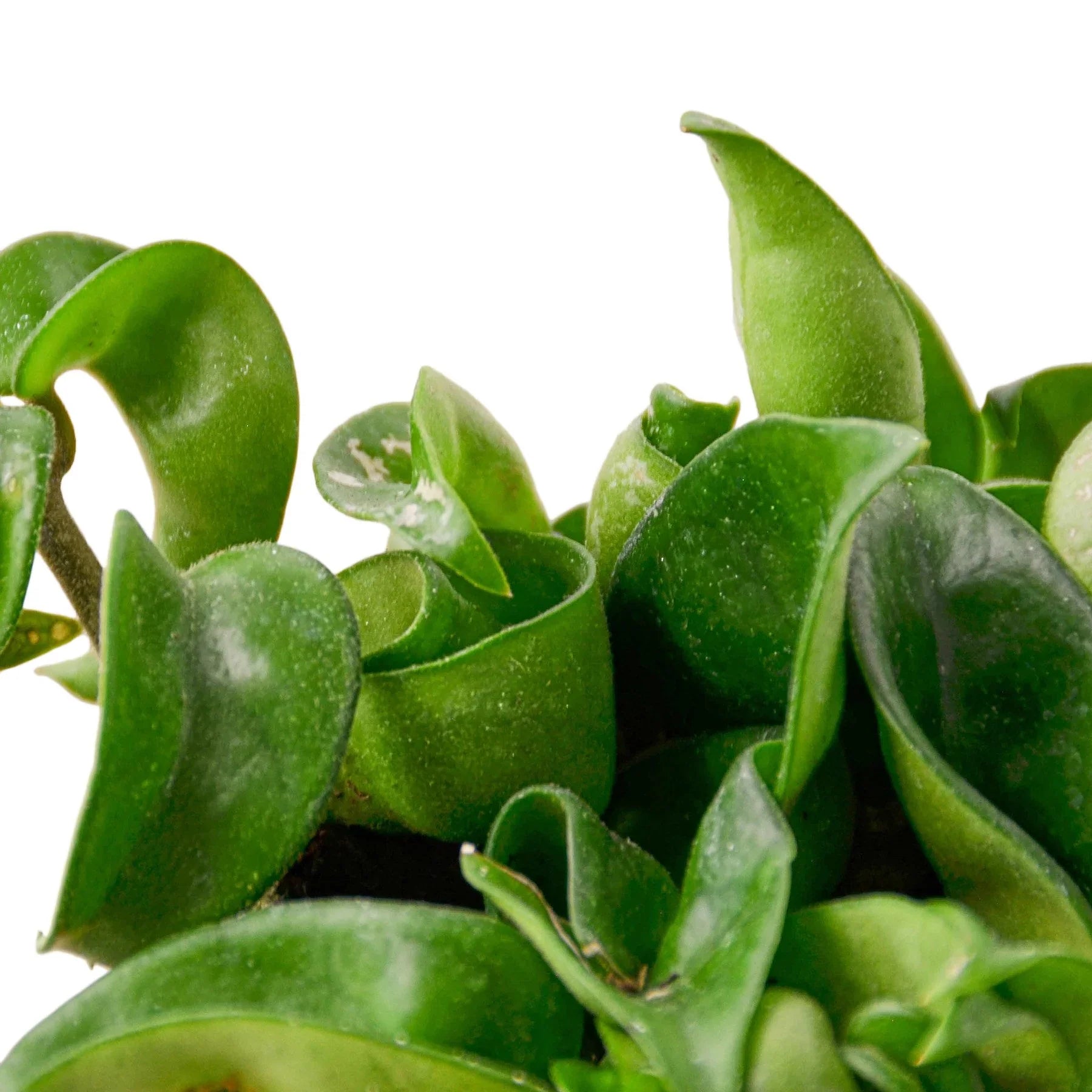 Close-up of a Hoya Hindu Rope plant with thick, twisted, curly green leaves.