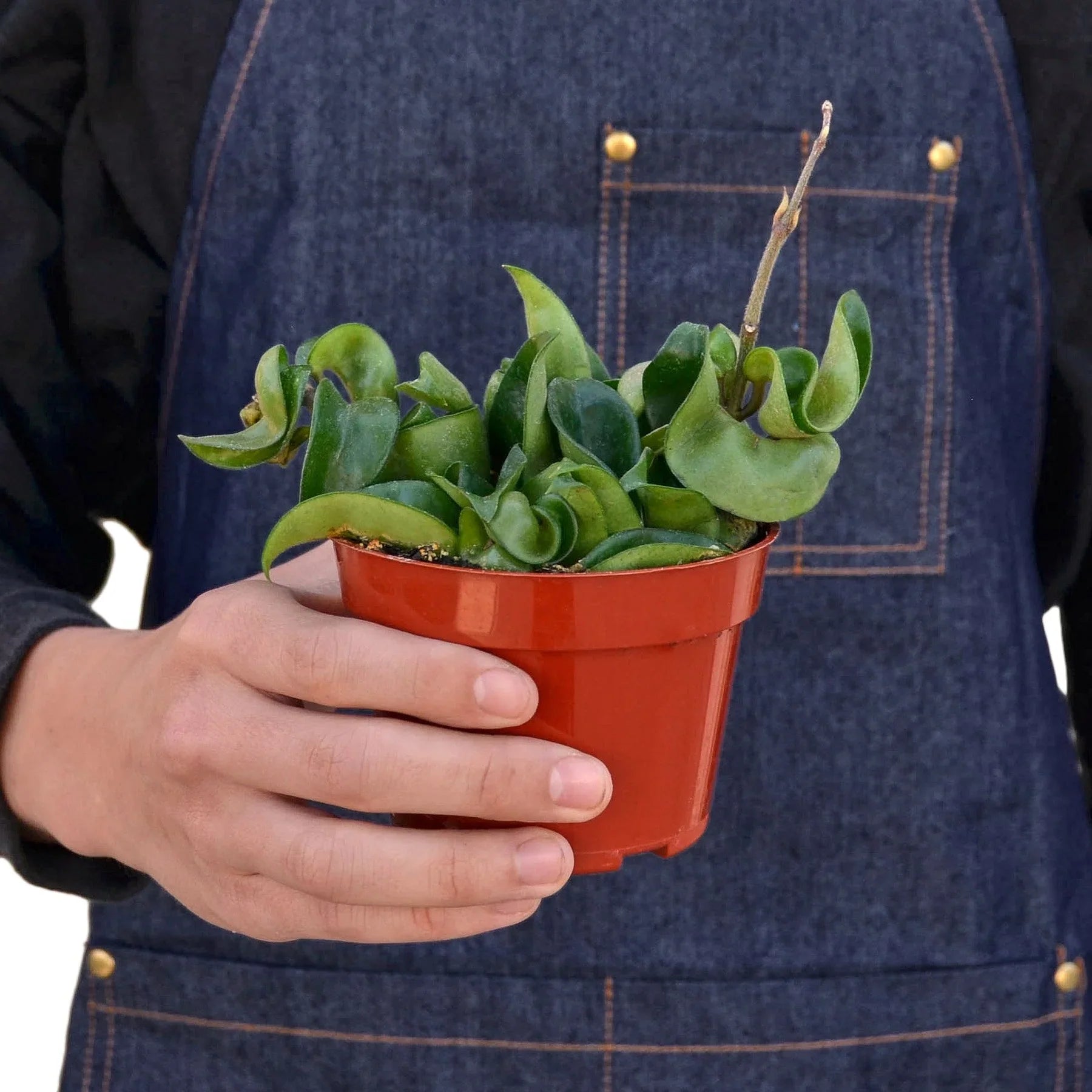 Hand holding a small Hoya Hindu Rope plant in a terracotta pot, showing its thick, curly green leaves.