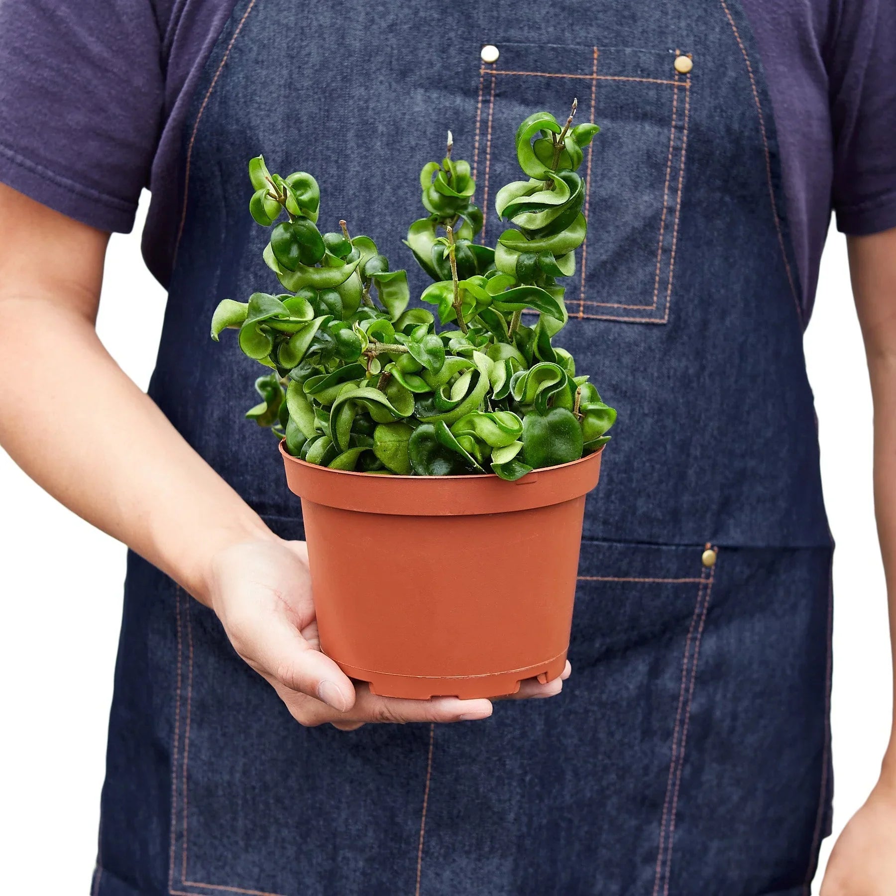 Person in denim apron holding a potted Hoya Hindu Rope plant with thick, curly green leaves.