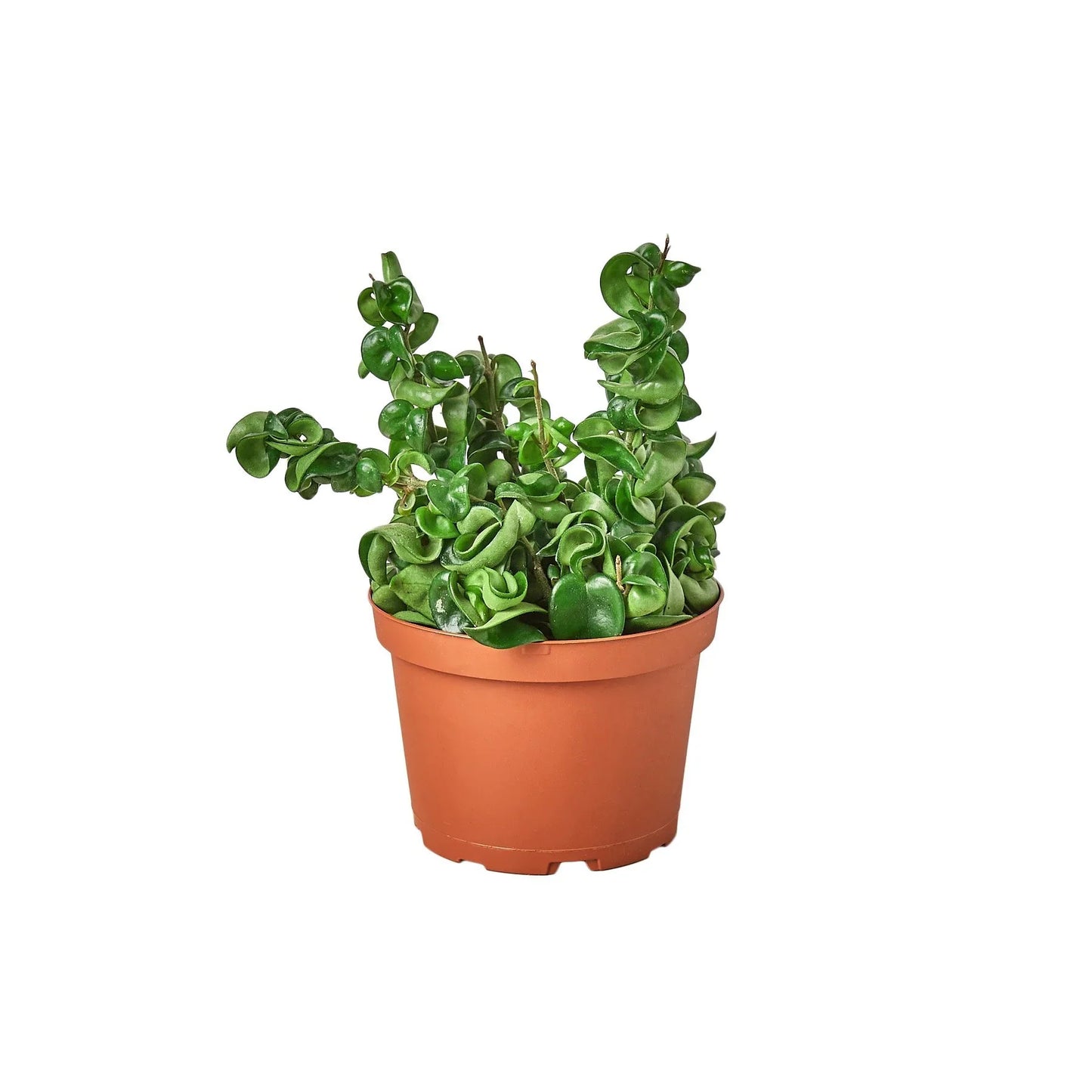 Green Hoya Hindu Rope plant with thick, twisted, curly leaves in a brown pot.