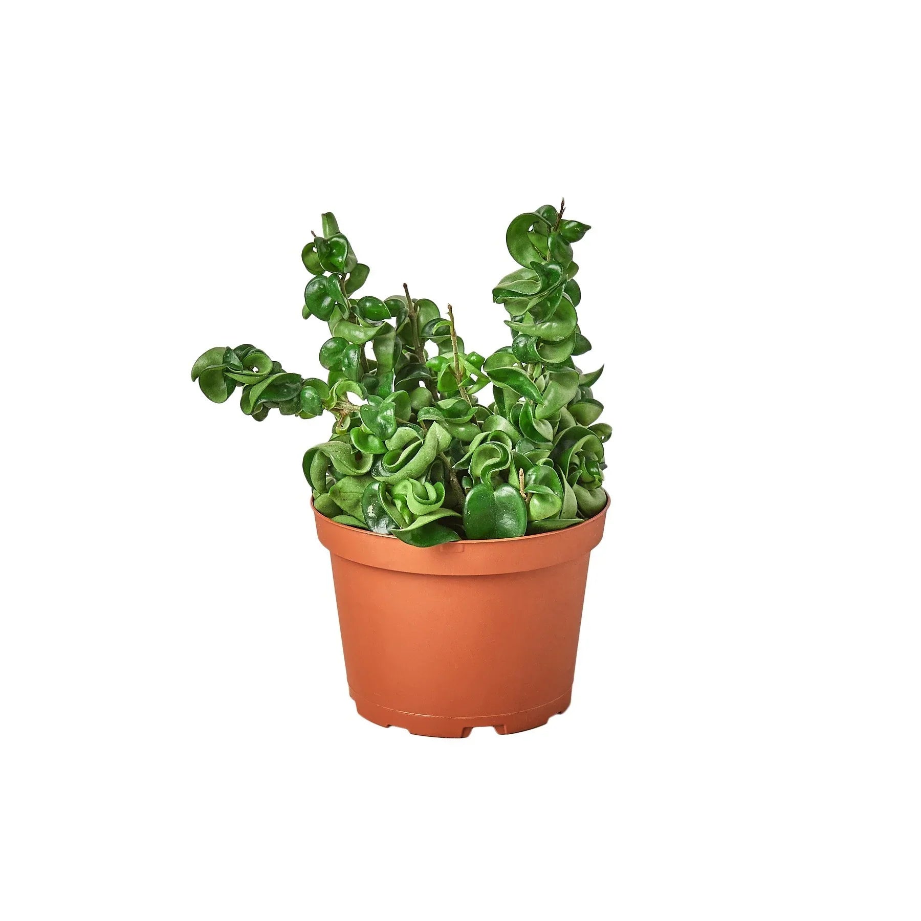 Green Hoya Hindu Rope plant with thick, twisted, curly leaves in a brown pot.