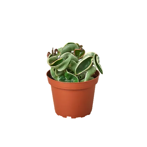 Potted Hoya rope variegated plant with curly twisted variegated leaves in a brown pot.