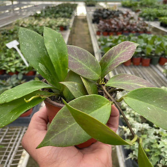 Hand holding a potted hoya sunrise trailing houseplant with tear drop shaped green and redish leaves in a brown pot in a greenhouse filled with plants in the background.