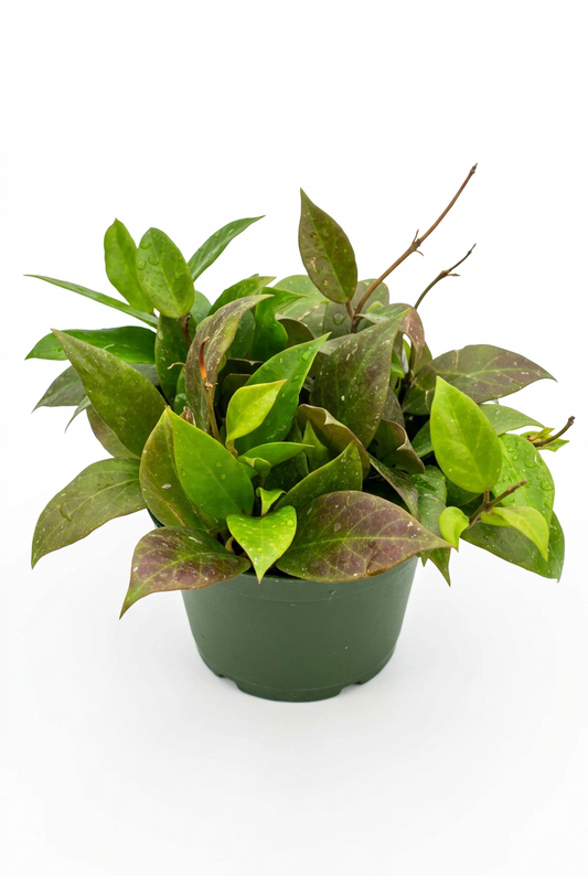 Potted hoya sunrise wax plant with tear drop shaped green leaves with a redish hue trailing in a green pot.