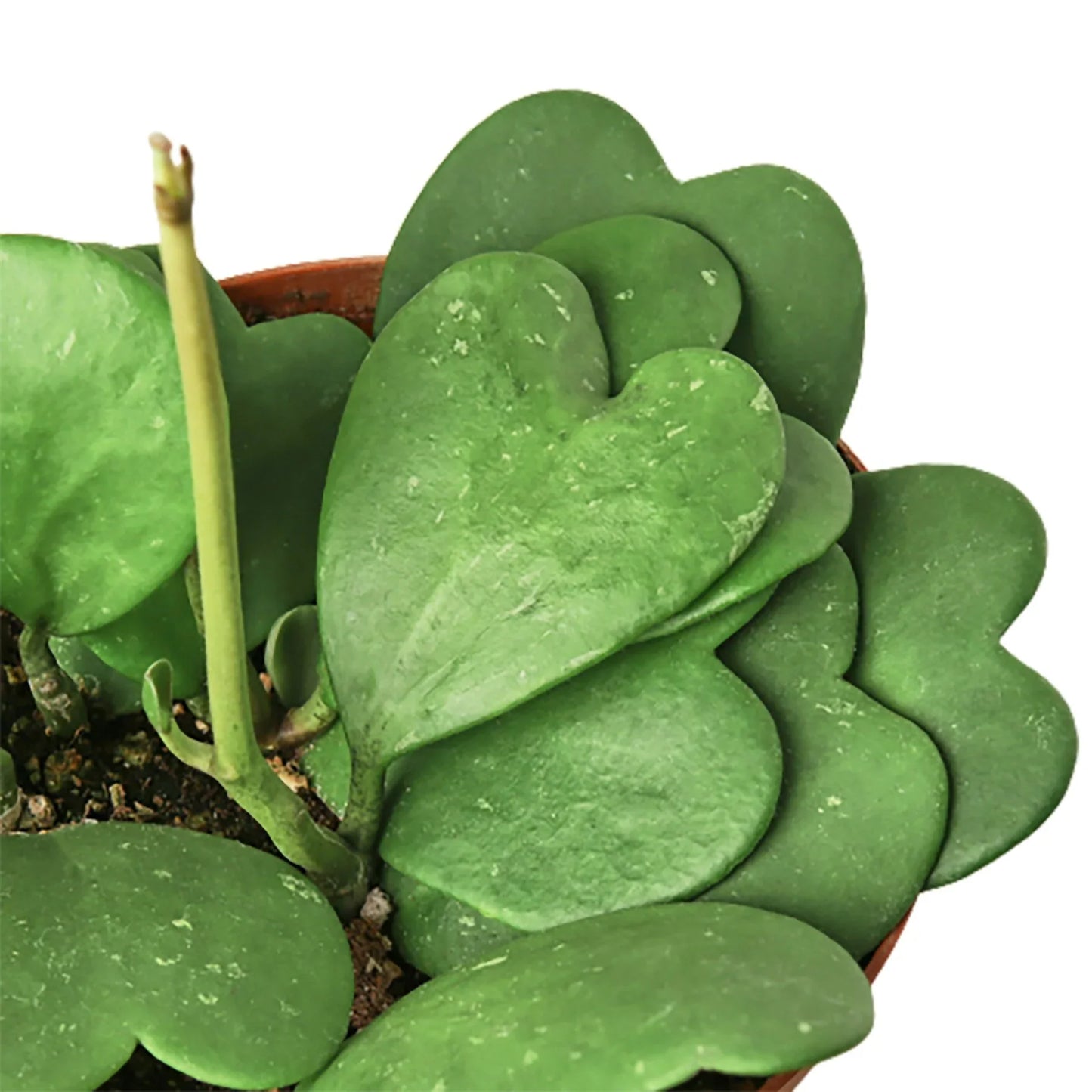 Hoya Sweetheart plant with multiple waxy, heart-shaped green leaves in a brown pot.