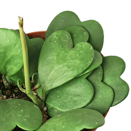Hoya Sweetheart plant with multiple waxy, heart-shaped green leaves in a brown pot.