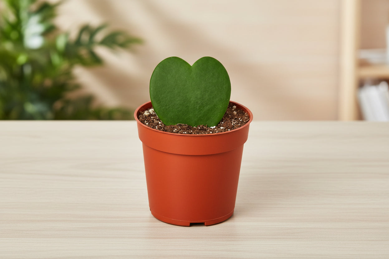 Single Hoya Sweetheart plant with a green heart-shaped leaf in a small terracotta pot.
