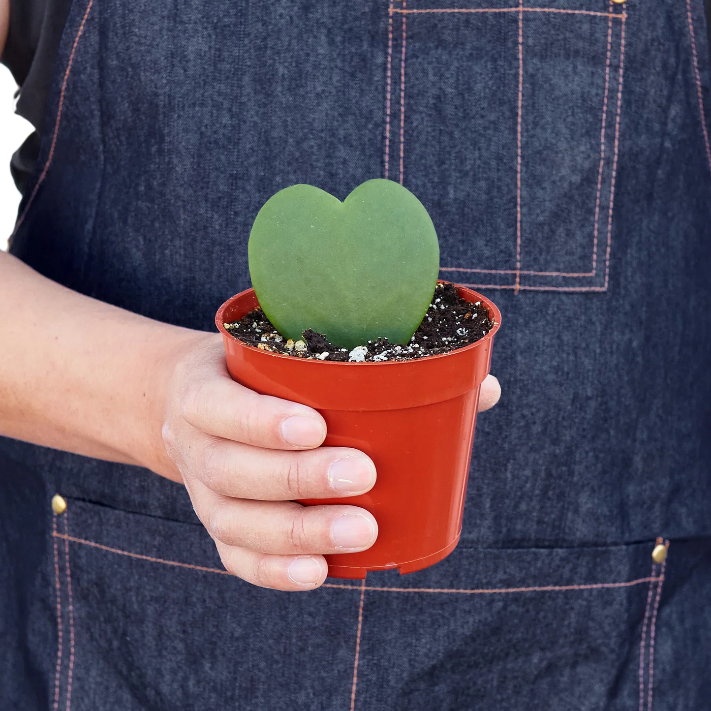 Hand in denim apron holding a small Hoya Sweetheart single heart-shaped leaf in a terracotta pot.