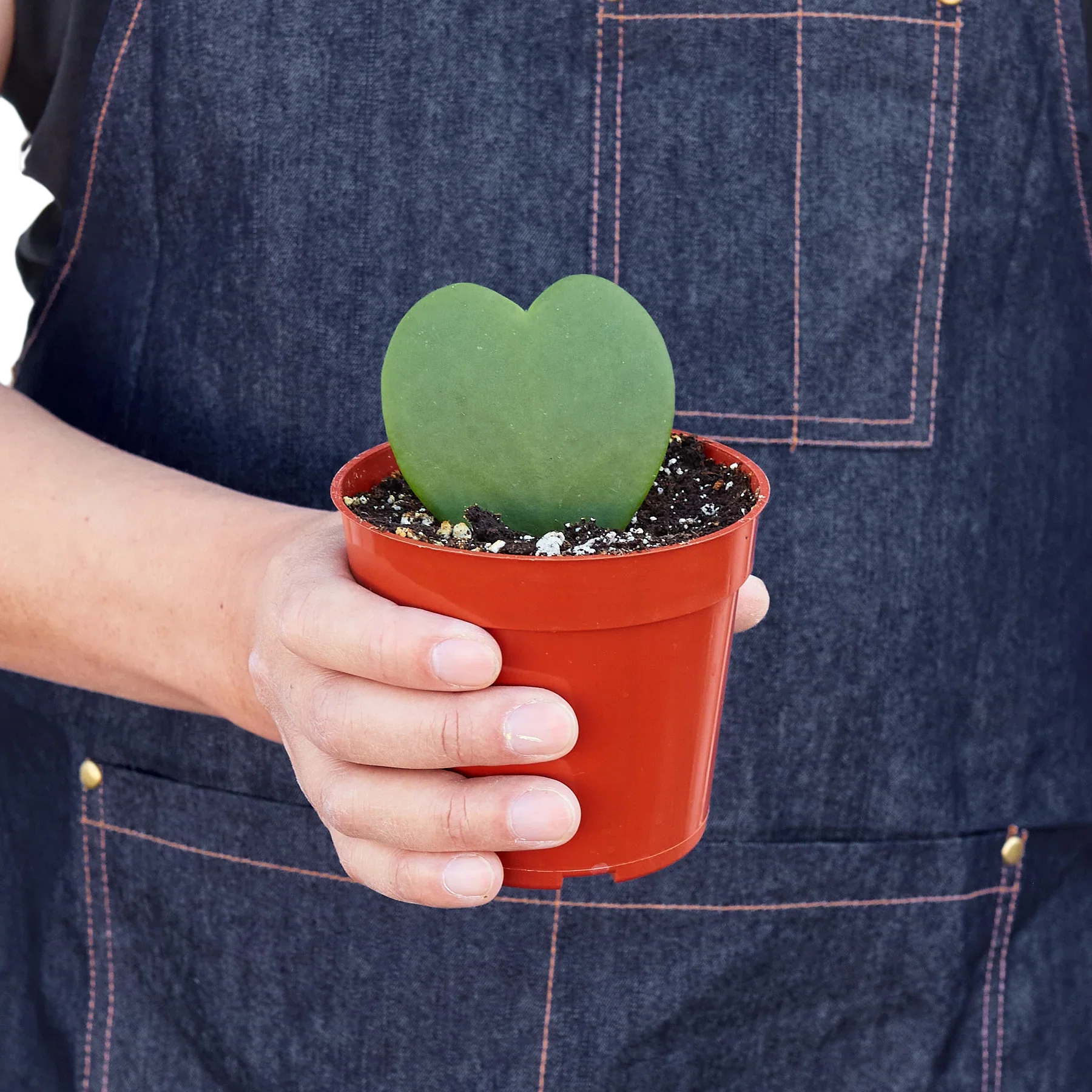 Hand in denim apron holding a small Hoya Sweetheart single heart-shaped leaf in a terracotta pot.
