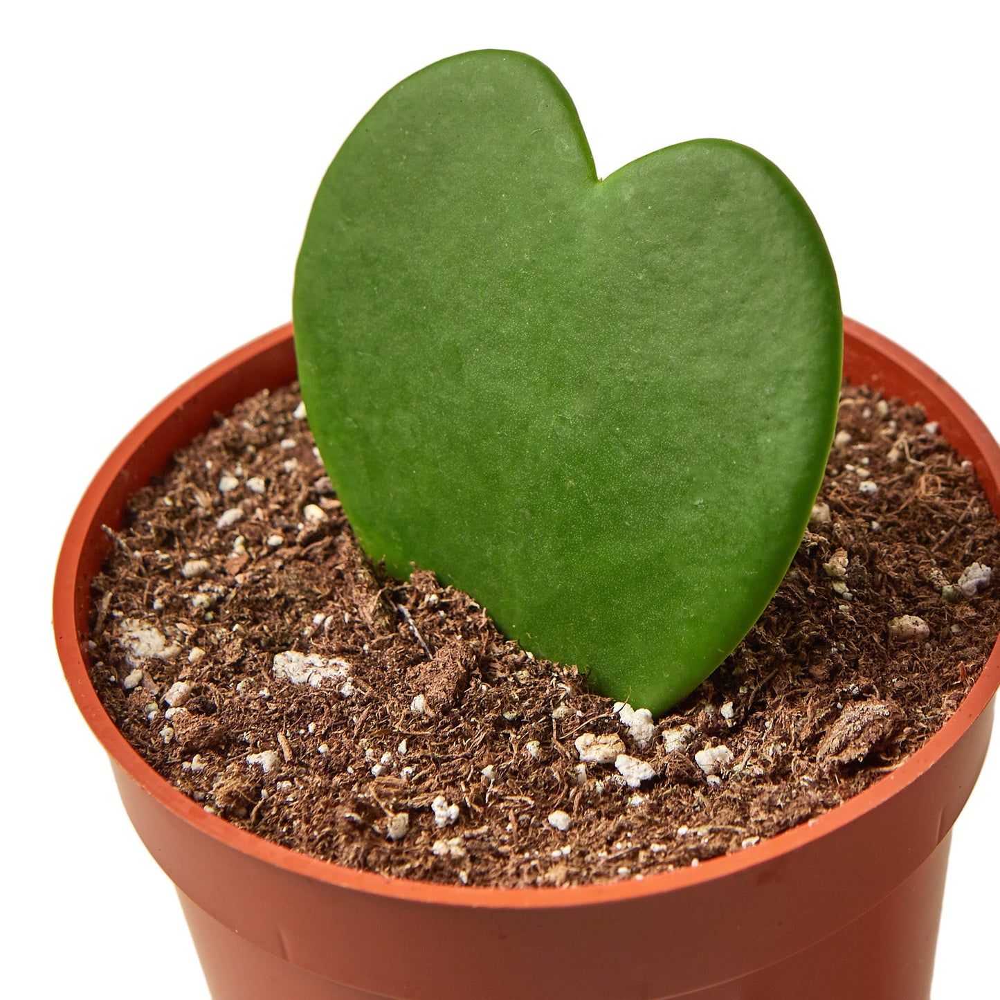 Single green heart-shaped Hoya Sweetheart leaf in a brown pot with soil.