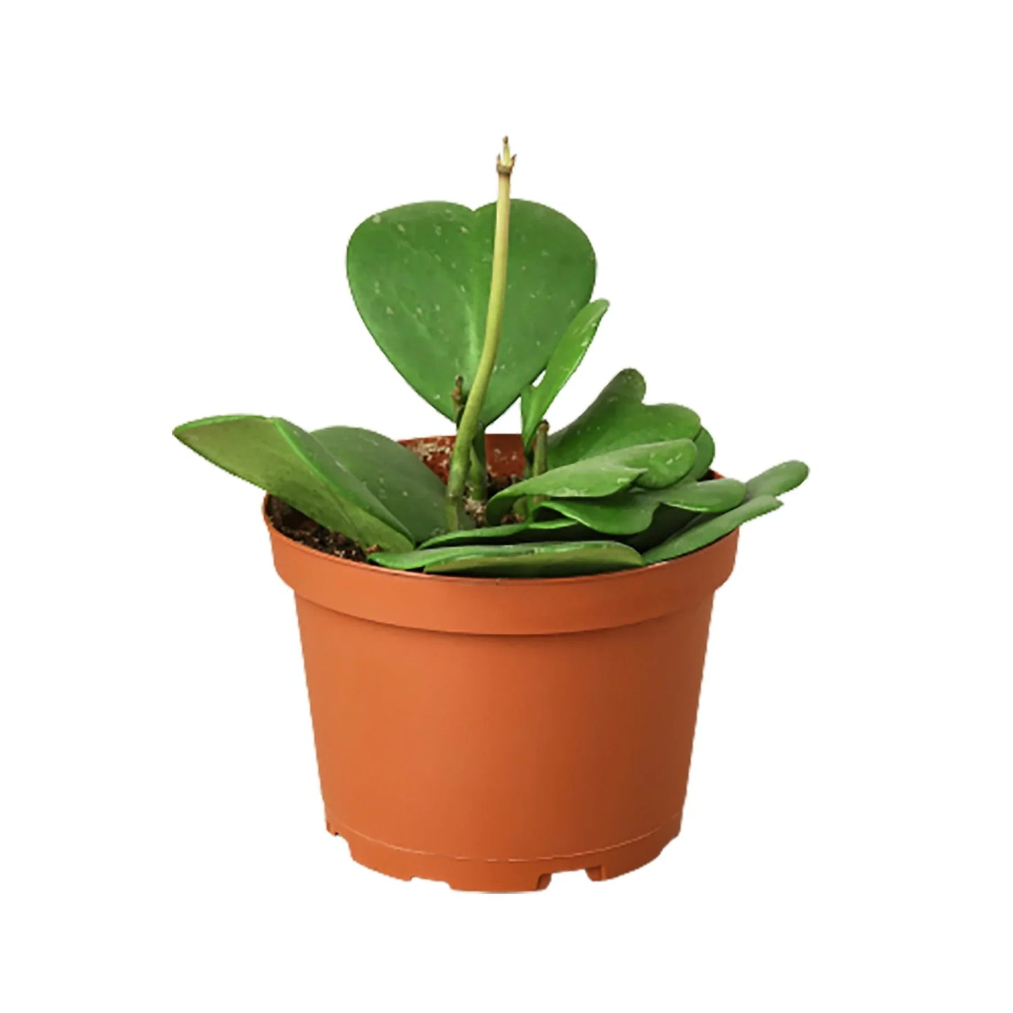 Hoya Sweetheart plant in a brown pot, featuring waxy, heart-shaped green leaves.